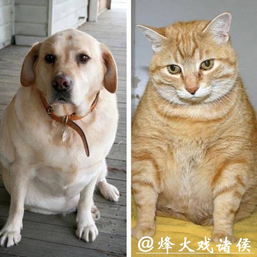 国产宠物减肥降糖药进入临床试验，给狗和猫注射GLP-1药物靠谱吗？