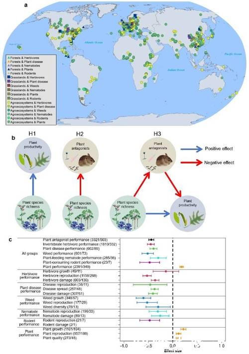 只种一种菜为什么更容易招虫？9国科研人员发文《自然》子刊拆解“混种”逻辑
