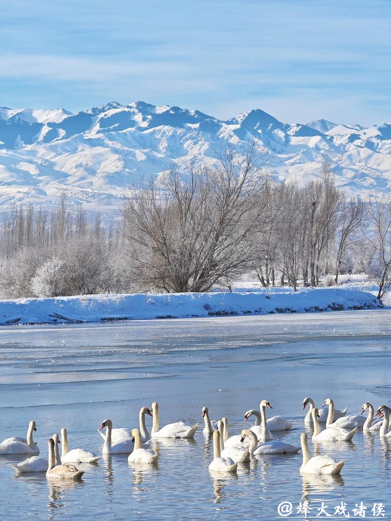 “天鹅越冬”何以成新疆冬季旅游新景? “天鹅越冬”何以成新疆冬季旅游新景?