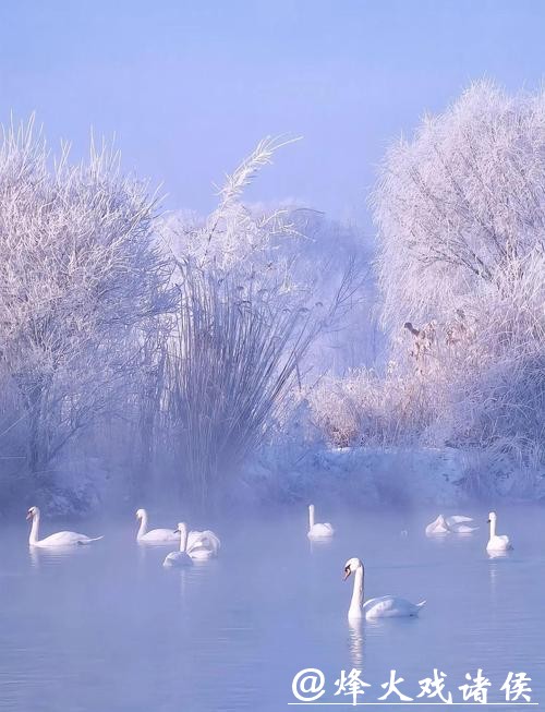 “天鹅越冬”何以成新疆冬季旅游新景? “天鹅越冬”何以成新疆冬季旅游新景?
